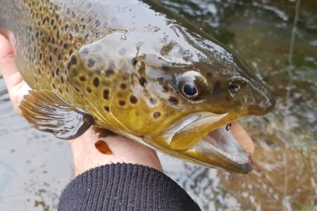 TROUT (35)